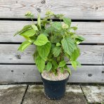 Hortenzia stromčekovitá (Hydrangea arborescens) ´CANDYBELLE® BUBBLEGUM´ - výška 30-50 cm, kont. C3L